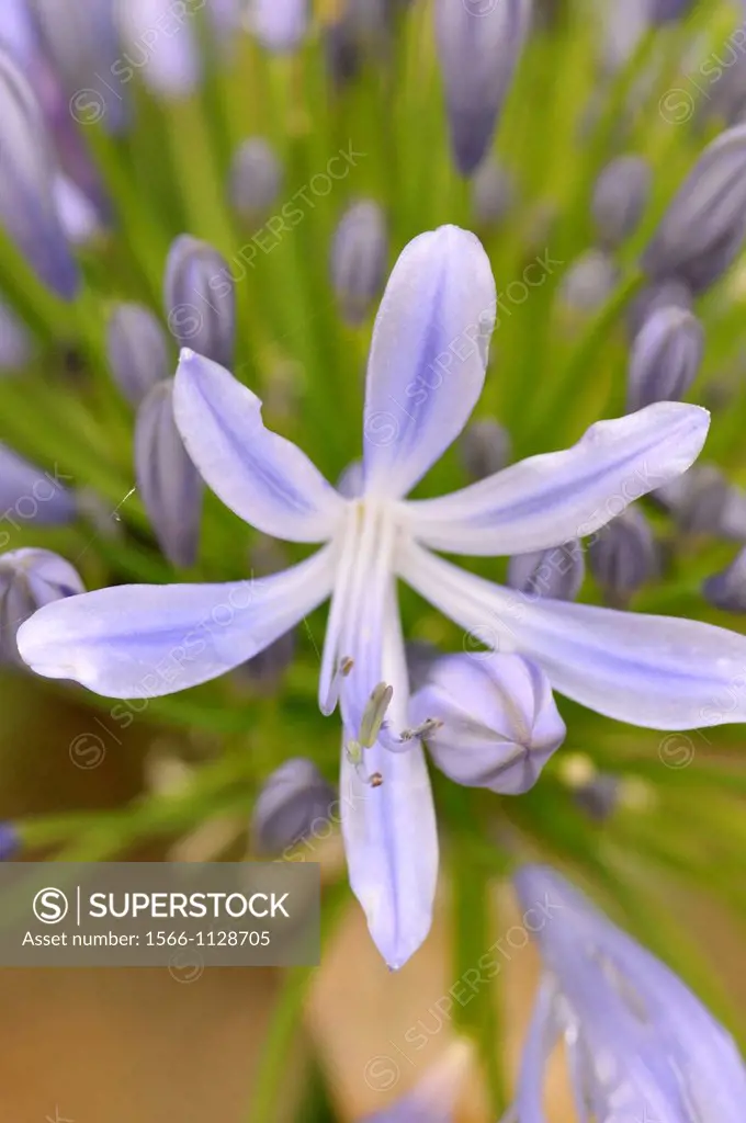 African Lily (Agapanthus africanus, syn. Agapanthus umbellatus, fam. Amaryllidaceae)