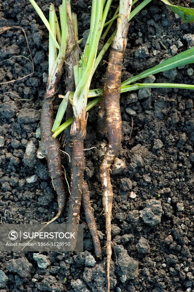 Black salsify Scorzonera hispanica lying on soil