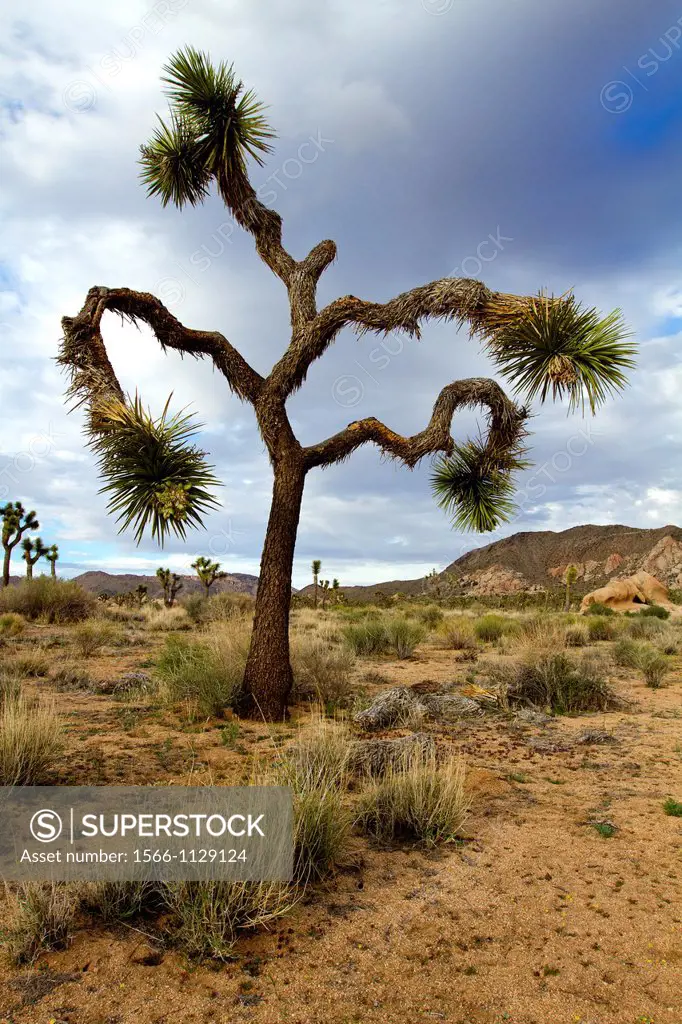 Joshua Tree Yucca brevifolia, Mojave Desert, Joshua Tree National Park, California, USA