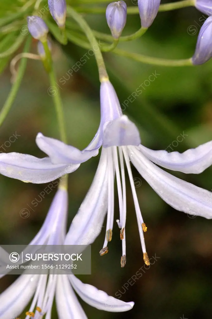 African Lily (Agapanthus africanus, syn. Agapanthus umbellatus, fam. Amaryllidaceae)
