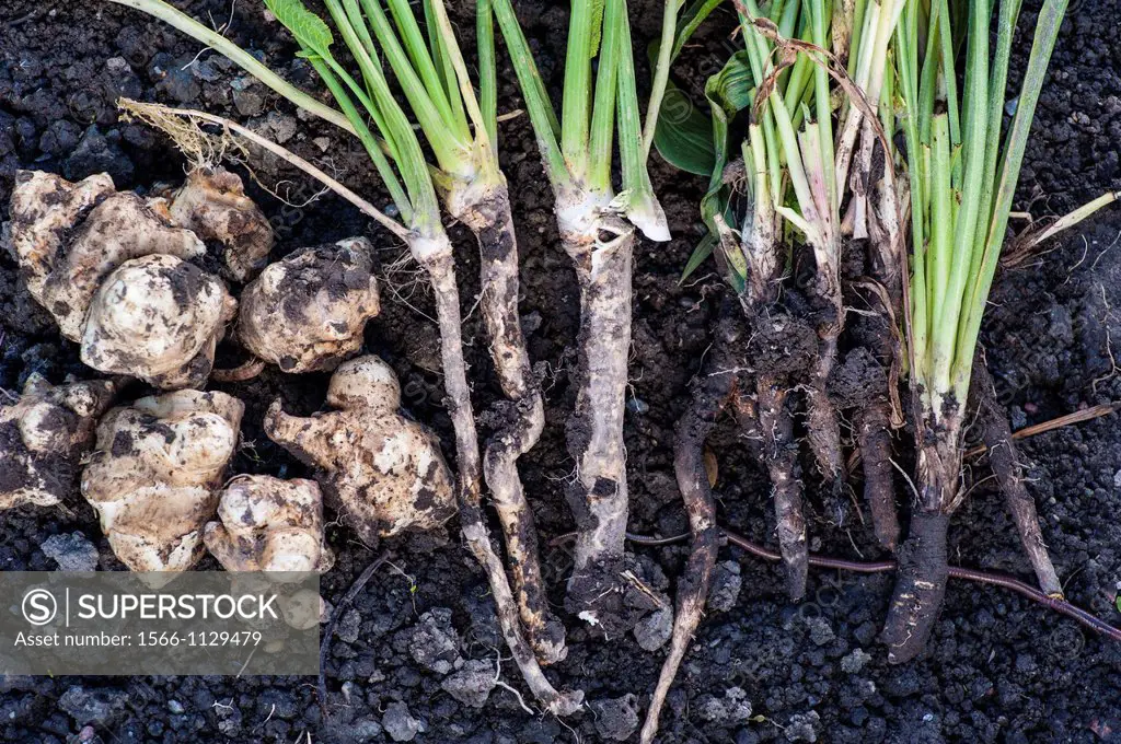 Harvest of jerusalem artichoke, horseradish and black salsify lying on the ground