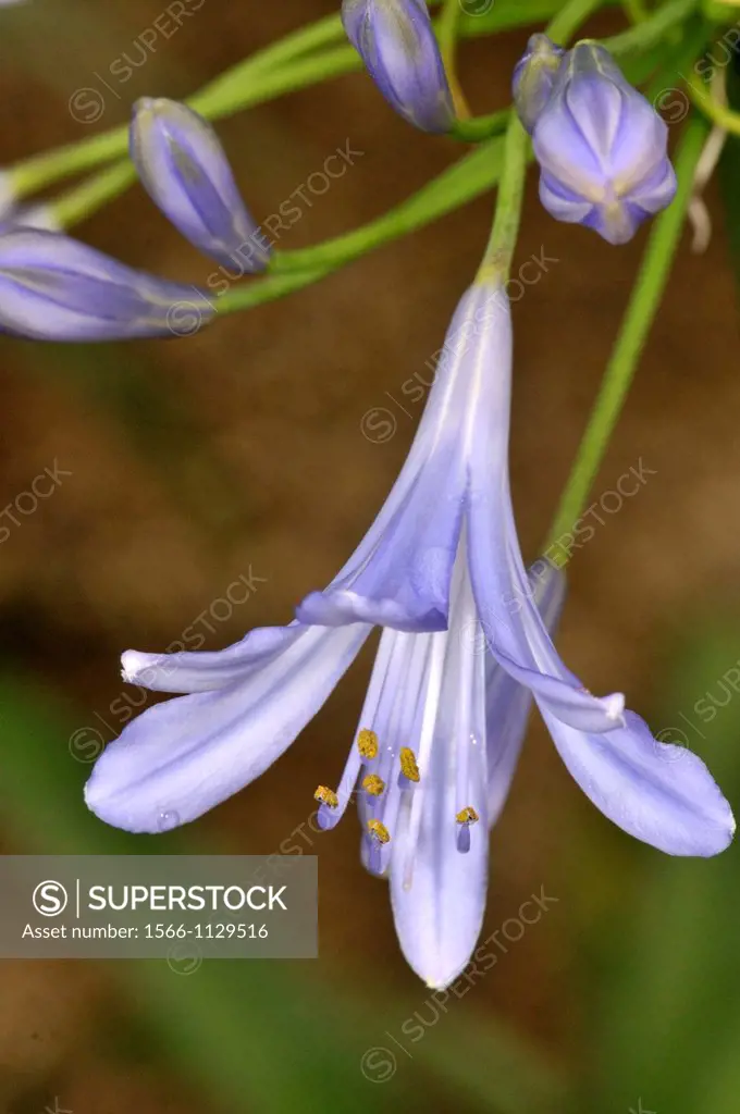 African Lily (Agapanthus africanus, syn. Agapanthus umbellatus, fam. Amaryllidaceae)