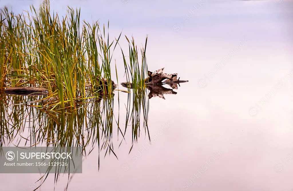 Marsh grass and reflections in calm water Bras d´Or Lake, Cape Breton, Baddeck, Nova Scotia, Canada