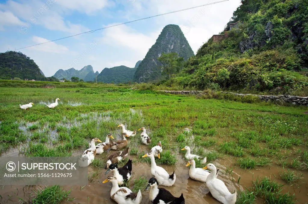 Village of Baisha, Yangshuo, Li River, Guangxi, China.
