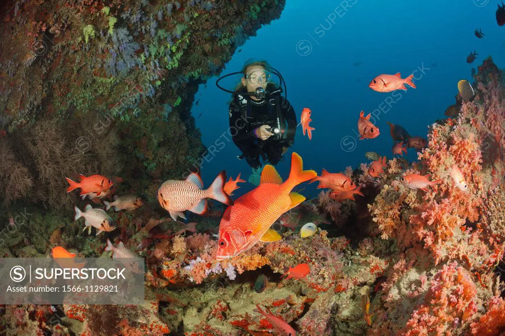 Scuba Diver and Coral Fishes, North Male Atoll, Indian Ocean, Maldives