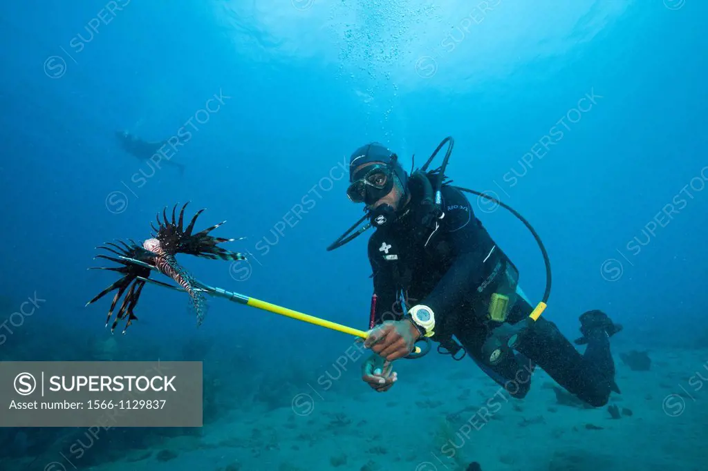 Invasive Lionfish speared by Diver, Pterois volitans, Caribbean Sea, Dominica