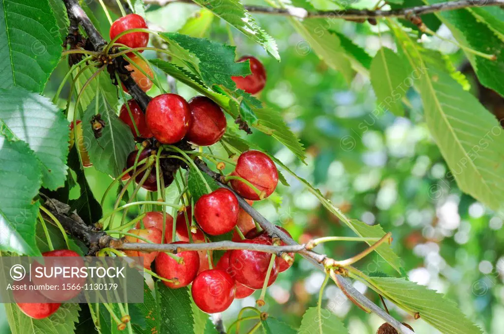 View of ripe cherries on the branch of a tree,