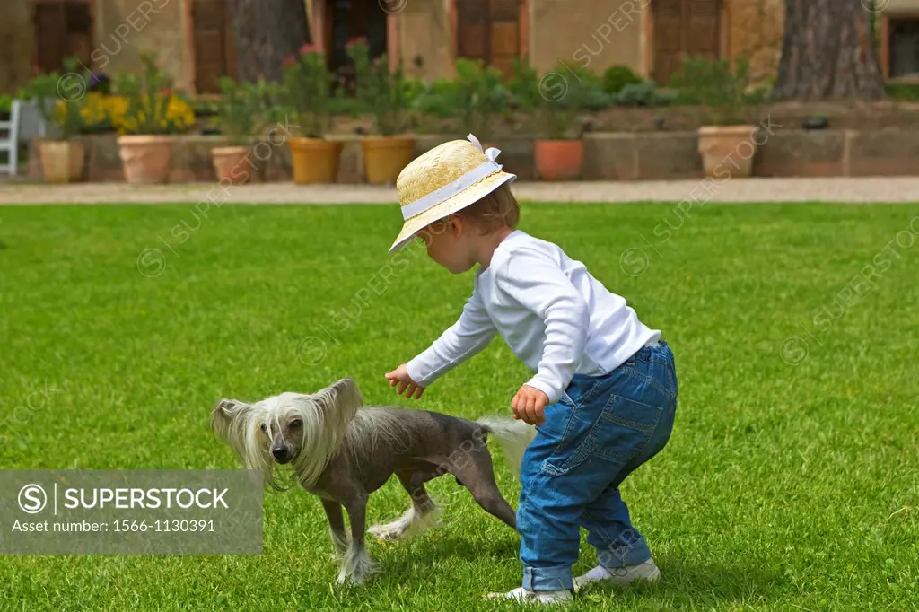Chinese Crested Dog. Canis lupus familiaris with a child  girl. France, Bas-Rhin, Thanville.