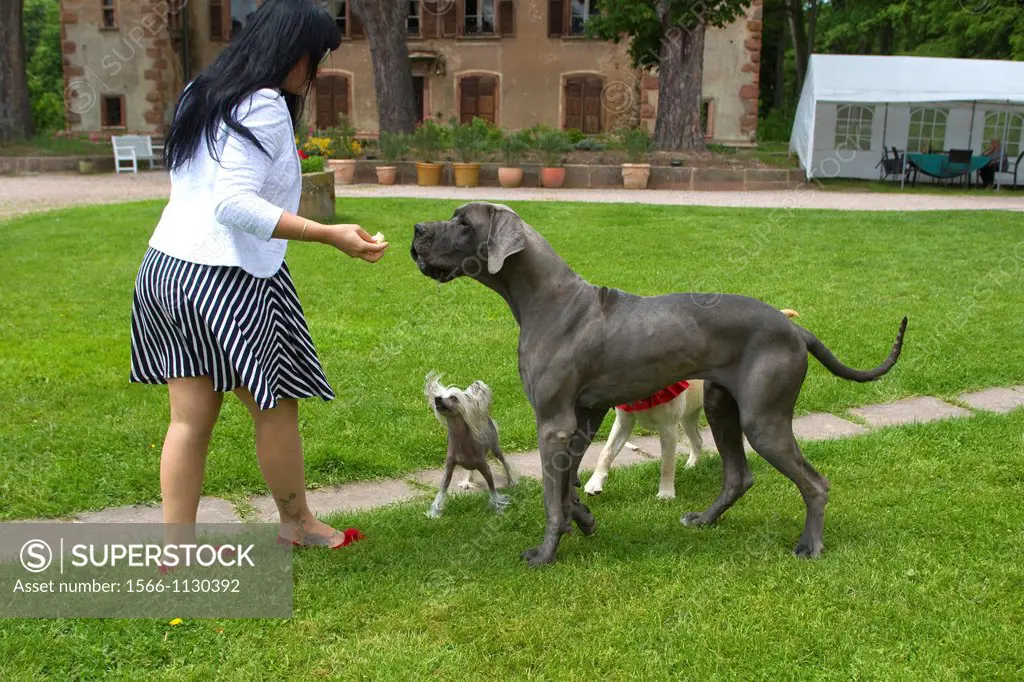France , Bas-Rhin , Thanville , Great Dane or German Mastiff or Danish Hound Canis lupus familiaris , blue color and Chinese Crested Dog