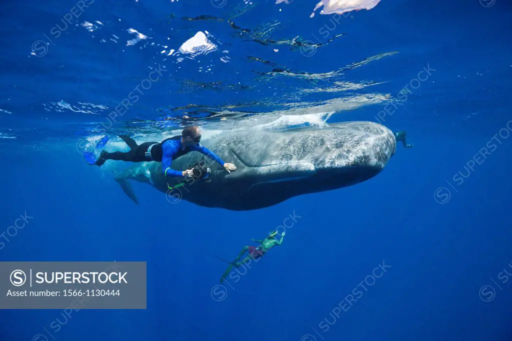 Skin diver strokes Sperm Whale, Physeter macrocephalus, Caribbean Sea, Dominica