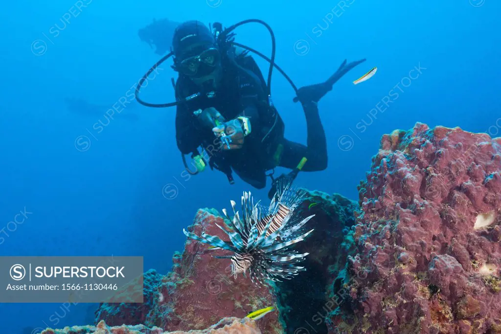 Invasive Lionfish speared by Diver, Pterois volitans, Caribbean Sea, Dominica