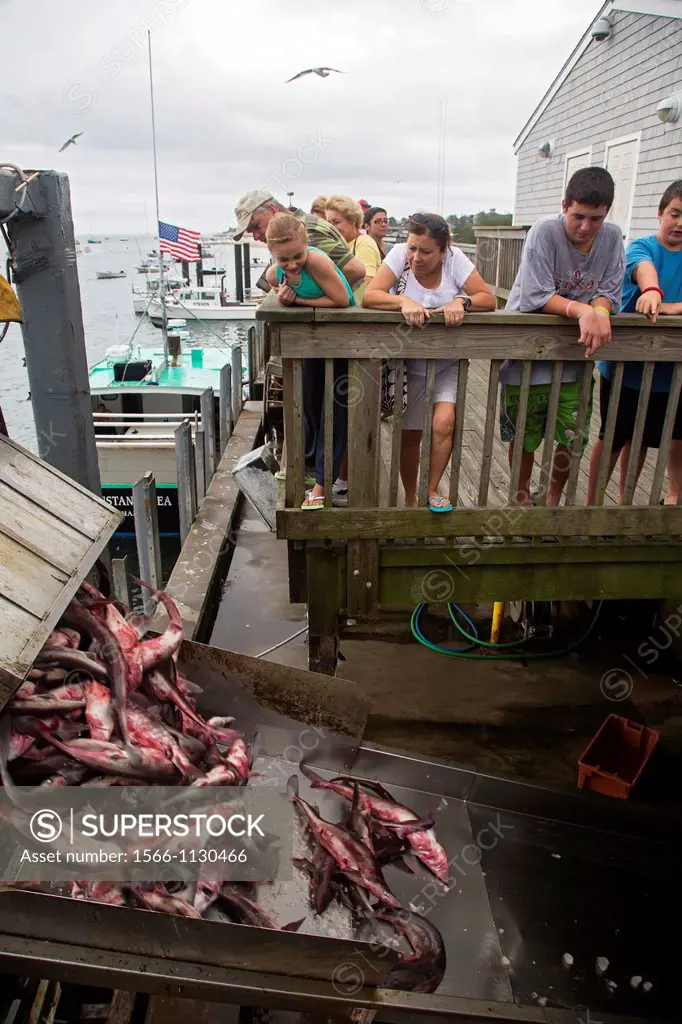 Chatham, Massachusetts - Tourists watch the day´s catch being unloaded at the Chatham Fish Pier