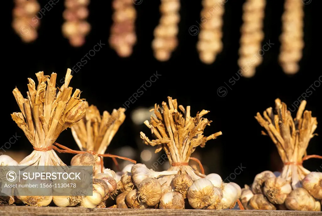 string of garlic, Mont-Saint-Michel bay, Manche department, Normandy region, France, Europe