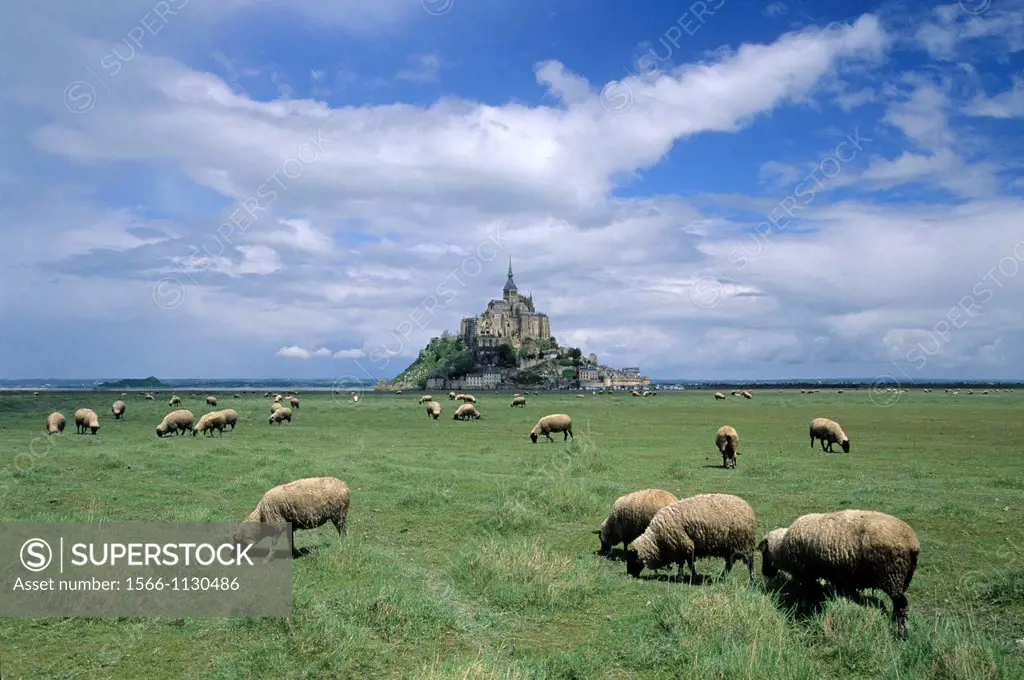 sheep in tidal marsh at Mont-Saint-Michel bay, Manche department, Normandy region, France, Europe