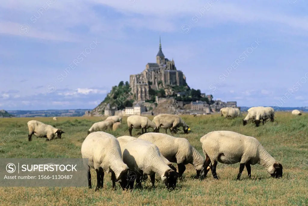 sheep in tidal marsh at Mont-Saint-Michel bay, Manche department, Normandy region, France, Europe
