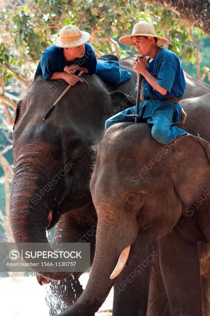 Two mahouts sitting on their elephants, Lampang, Thailand