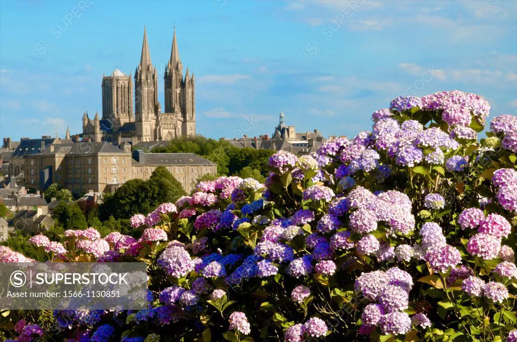 Panorama with pink and blue hydrangeas in the foreground and town of Coutances with Notre Dame cathedral 14th c  in background, Coutances, Cotentin, N...