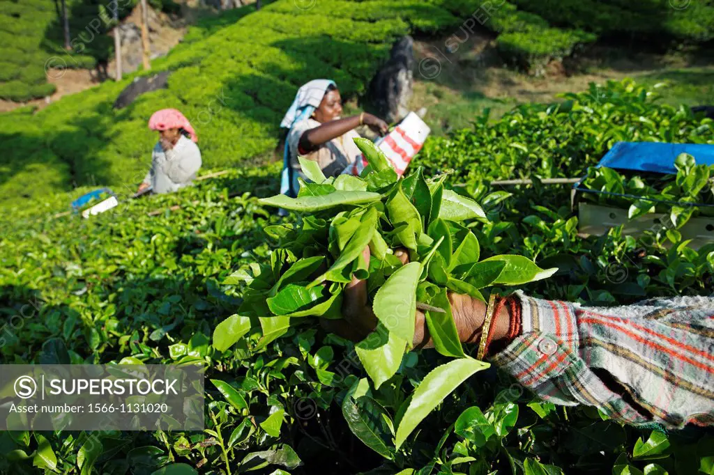Tea plantation, Munnar, Kerala, India.