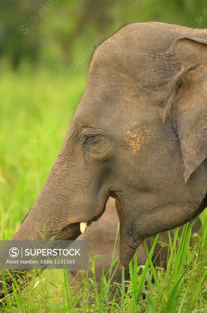Elephas maximus, asian elephant in the wild. Wasgamuwa National Park Sri Lanka