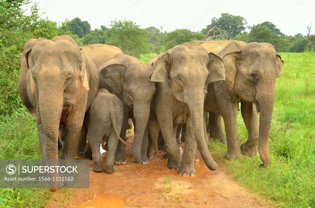Wild Indian elephants Elephas maximus defense position. Wasgamuwa National Park Sri Lanka