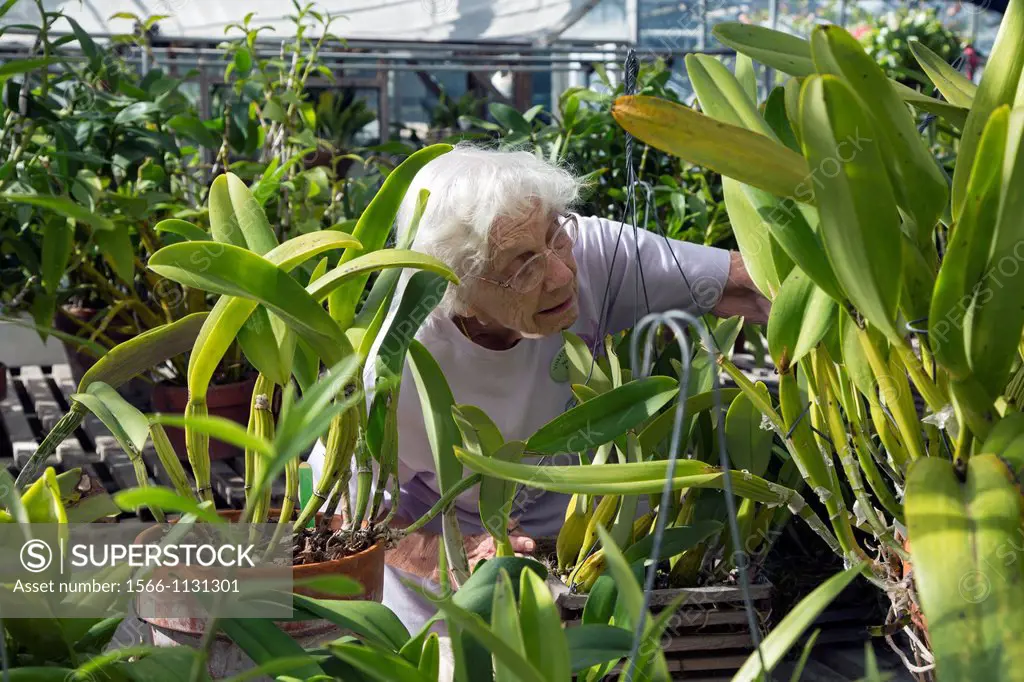 Ann Arbor, Michigan - Nancy Jarnis, a volunteer, works in a greenhouse at the University of Michigan´s Matthaei Botanical Garden  She is looking for s...