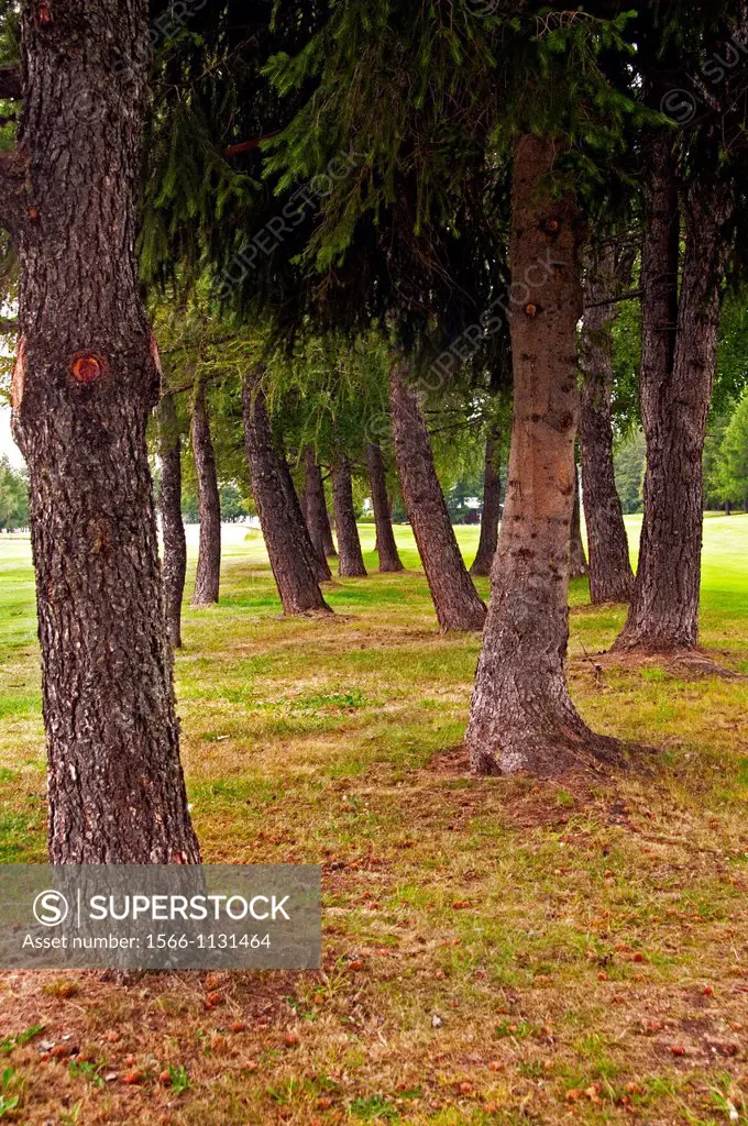 several trees in the middle of famous golf course, Crans Montana, canton Valais, canton Wallis, Switzerland