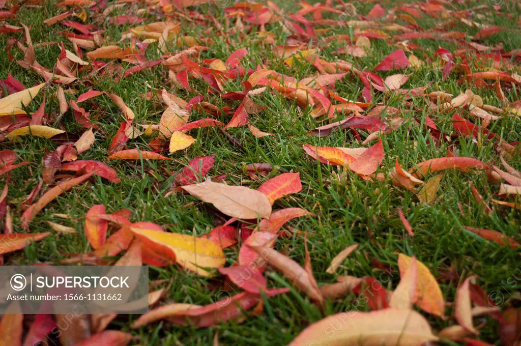 Fallen pistache leaves on a wet fall day