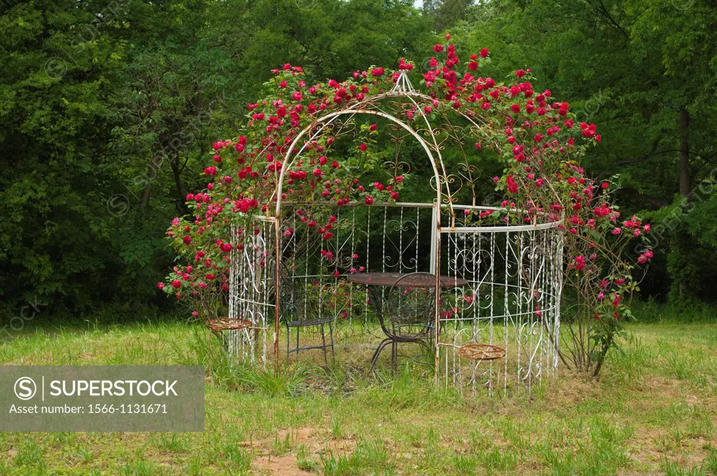 An aging rose covered gazebo sits near the entrance to the main gardens at Walter Place