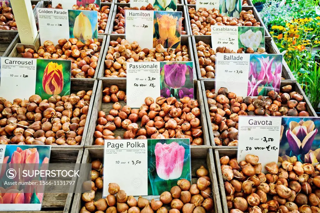 Tulip bulbs for sale, Flower Market, Amsterdam, Netherlands.
