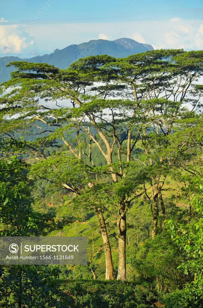 Knucles mountains, tea plantationsSri Lanka