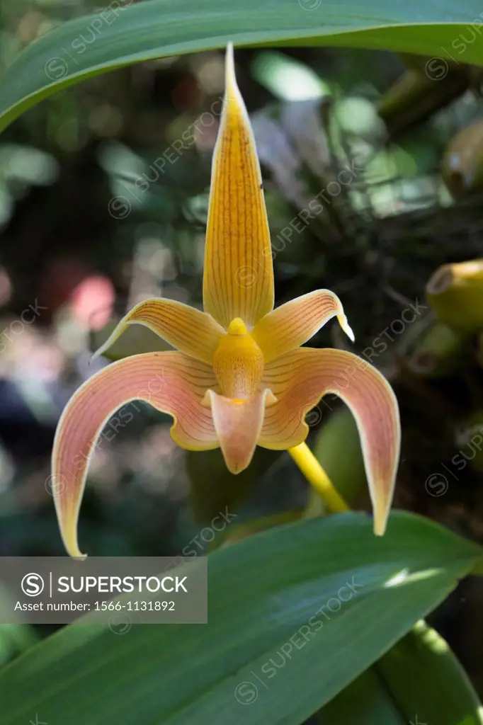 Orchids. Image taken at Orchid Garden, Kuching, Sarawak, Malaysia.