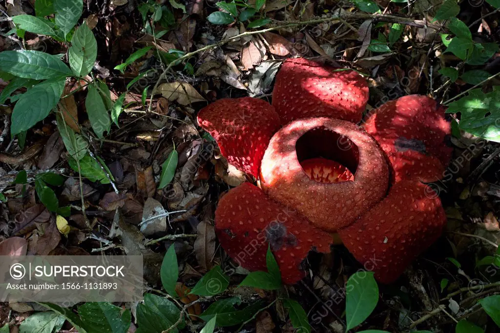 World largest wild flower Rafflesia taken at Gunung Gading National Parks, Lundu, Sarawak, Malaysia.