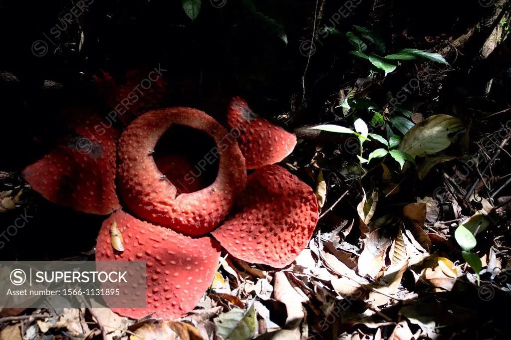 World largest wild flower Rafflesia taken at Gunung Gading National Parks, Lundu, Sarawak, Malaysia.