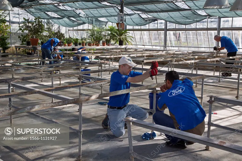 Ann Arbor, Michigan - Volunteers from Ford Motor Co  work in a greenhouse at the University of Michigan´s Matthaei Botanical Garden  They are dismantl...