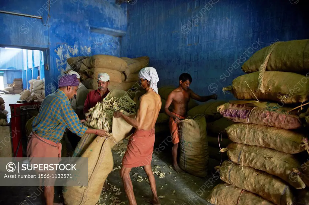 India, Kerala State, Fort cochin or Kochi, spices area, worker in the ginger warehouse