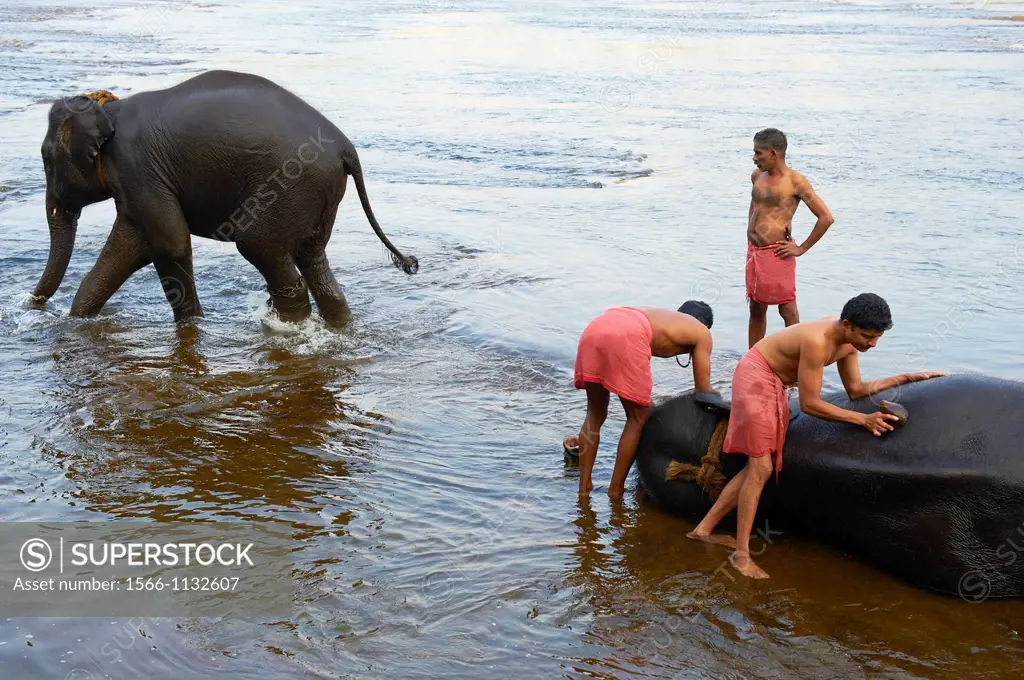 India, Kerala state, elephant training centre at Kodanad