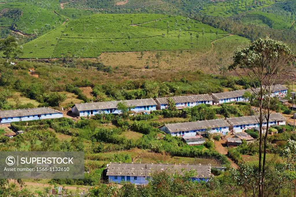 India, Kerala state, Munnar, tea plantations, Tamil tea worker village