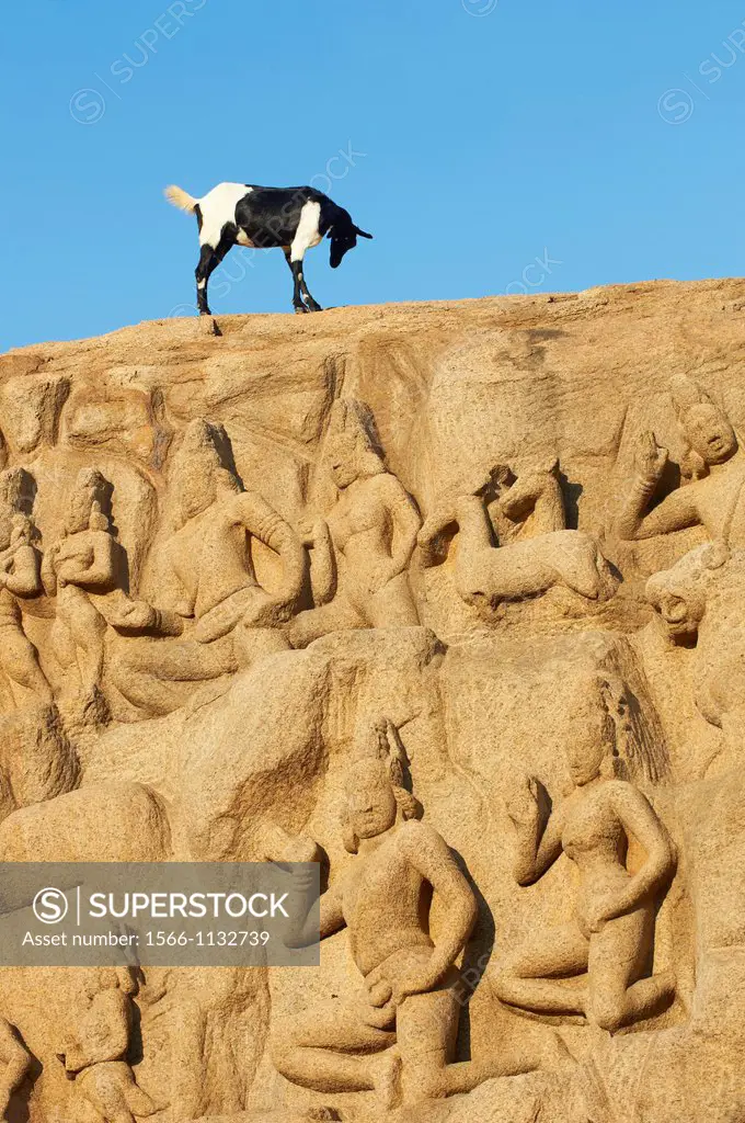 India, Tamil Nadu, Mamallapuram or Mahabalipuram, Arjunas Penance granite carvings, Unesco world heritage