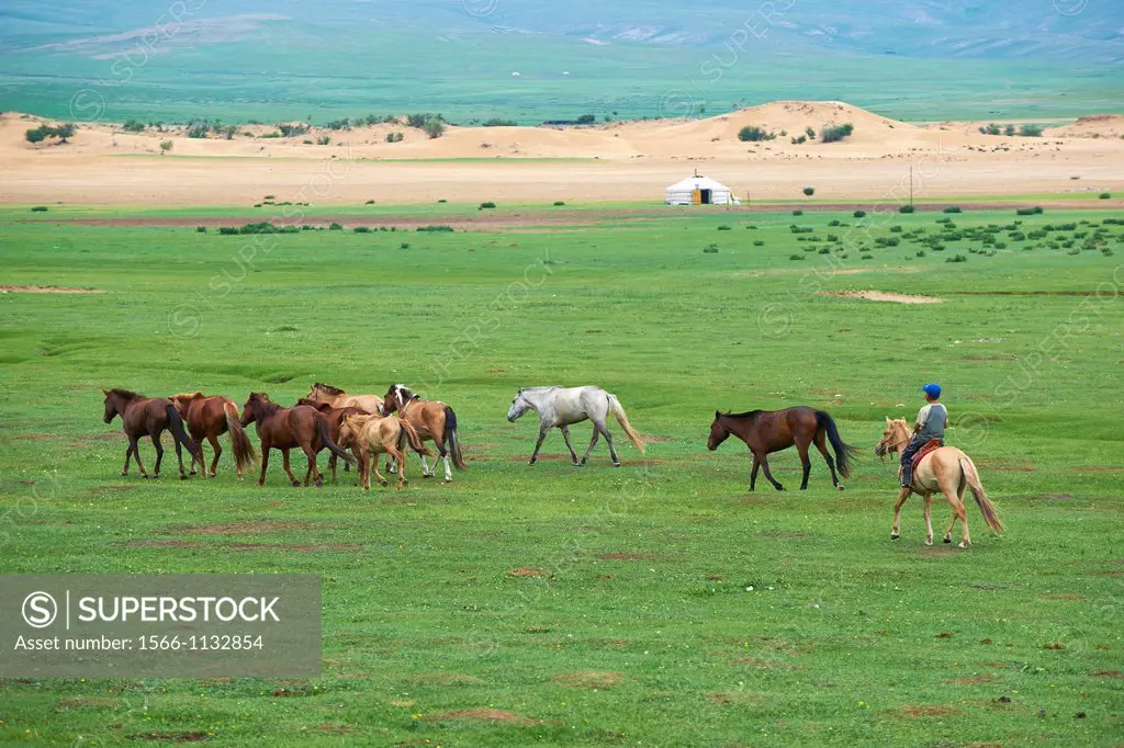 Mongolia, Bulgan province, Bathan national park, sand dune, Rallying of horses drove