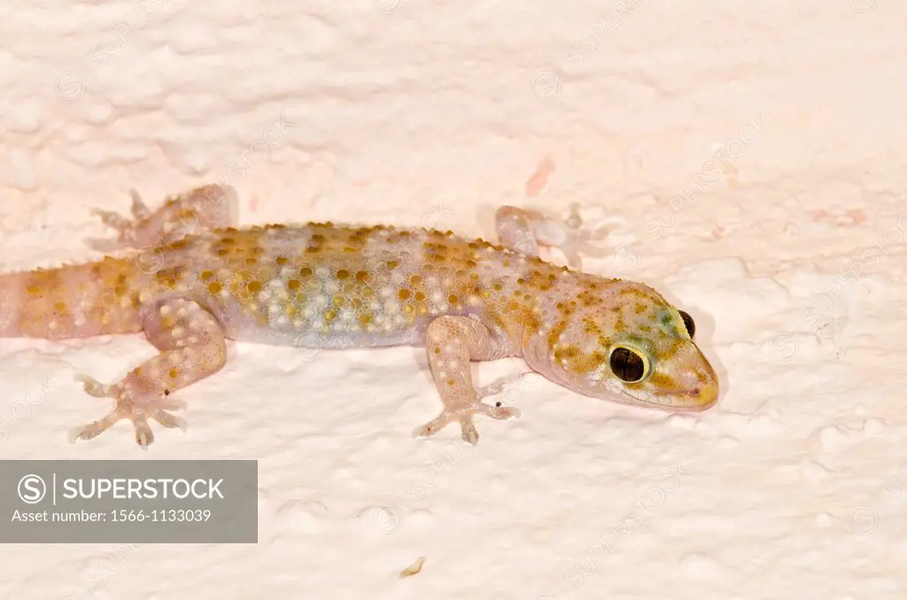 Mediterranean House Gecko, or more commonly Turkish Gecko - Hemidactylus turcicus, Crete