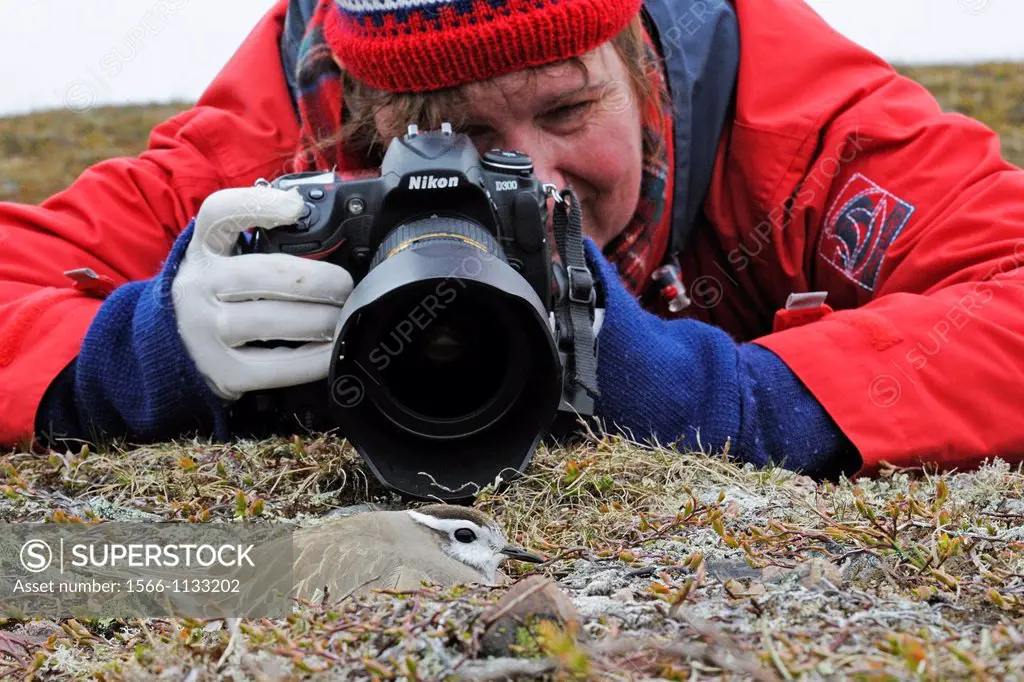 Fearlessness of a dotterel (Eudromias morinellus) on it´s nest. Varanger Peninsula Norway.