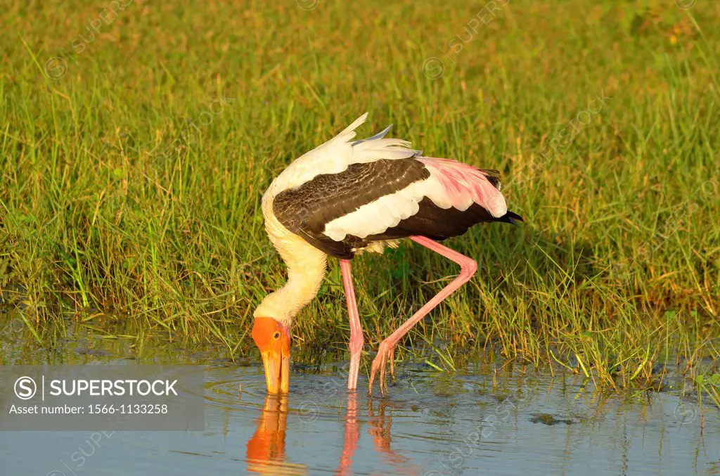 Painted Stork Mycteria leucocephala in Yala National Park Sri Lanka