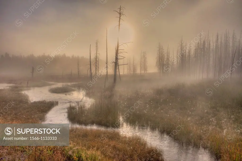 Morning Fog South of Fountain Flat Drive,Yellowstone National Park, Wyoming, USA