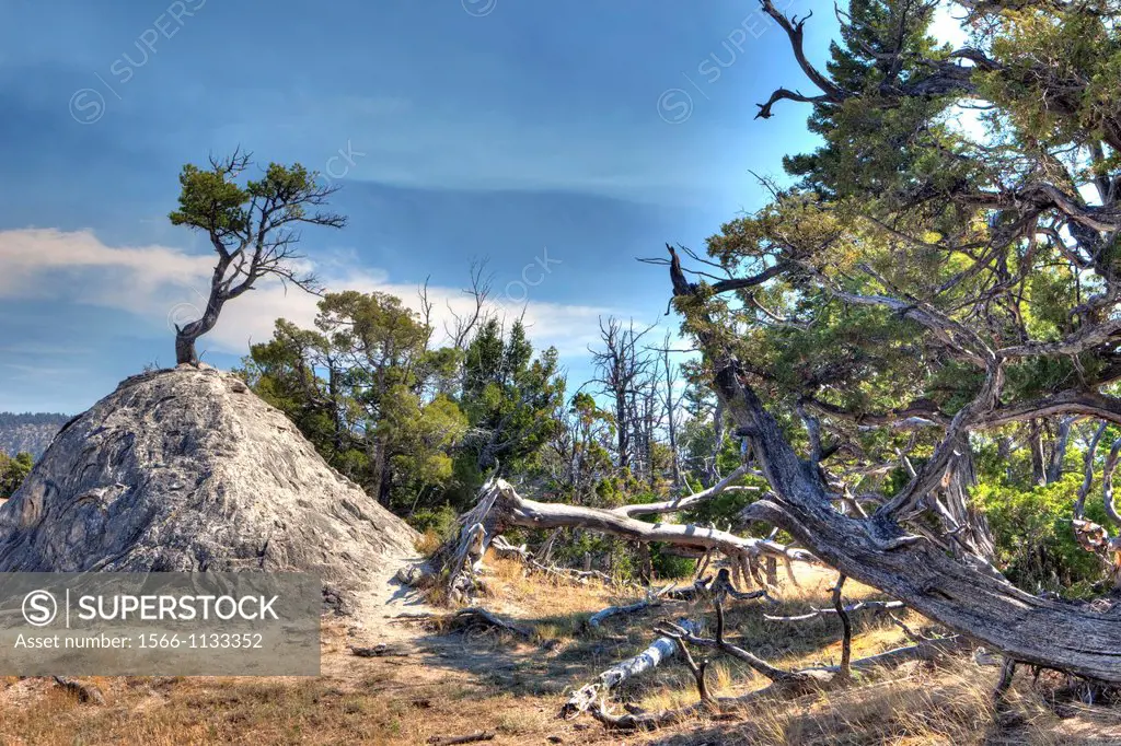 Tree Growing on Top of Mound, Mammoth Hotsprings, Yellowstone National Park, Wyoming, USA