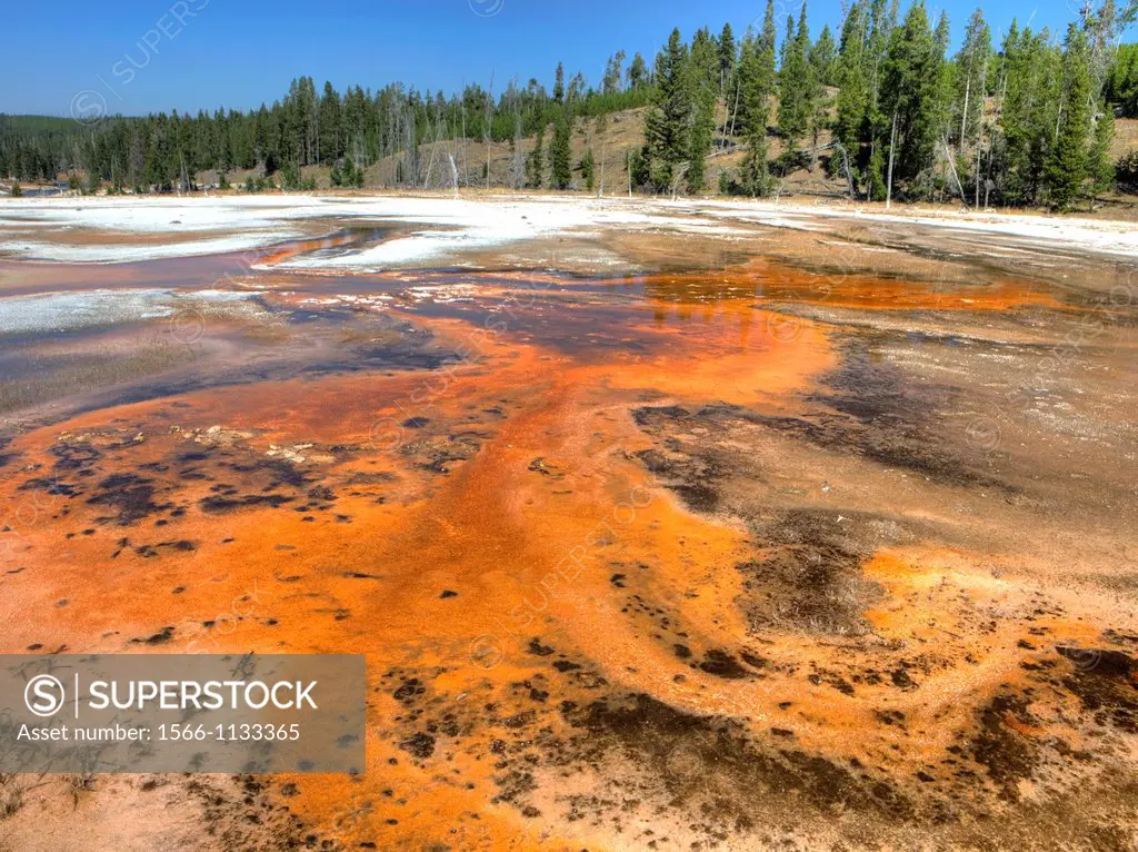 Bacterial Growth in Run-off, Upper Geyser Basin, Yellowstone National Park, Wyoming, USA