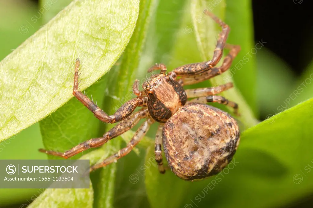 Ground Crab Spider Xysticus ferox - Female, West Harrison, Westchester County, New York, USA