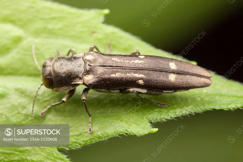 Metallic Wood-boring Beetle Agrilus obsoletoguttatus, West Harrison, Westchester County, New York, USA