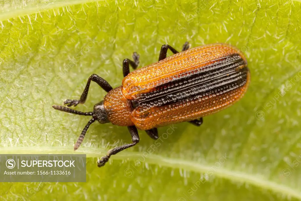 Locust Leaf Miner Odontota dorsalis, Ward Pound Ridge Reservation, Cross River, New York, USA