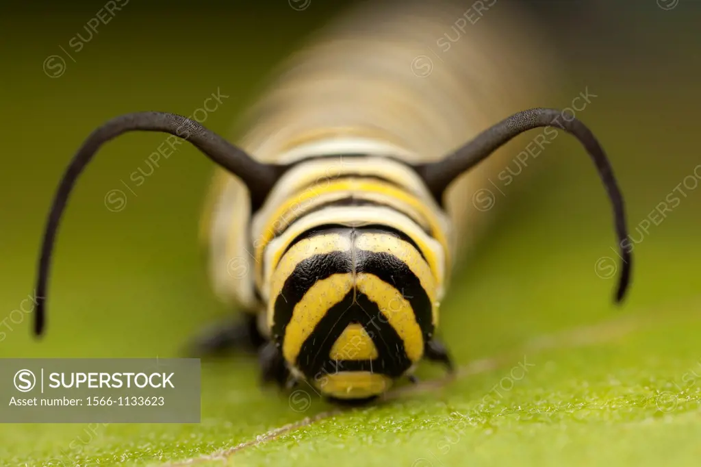A frontal view of the head of a 5th instar Monarch Butterfly Danaus Plexippus caterpillar larva, Ward Pound Ridge Reservation, Cross River, Westcheste...