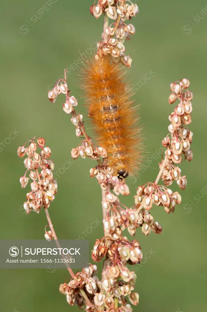 A Salt Marsh Moth Estigmene acrea caterpillar larva feeds on Curly Dock Rumex crispus, Bald Eagle State Park, Howard, Centre County, Pennsylvania, USA